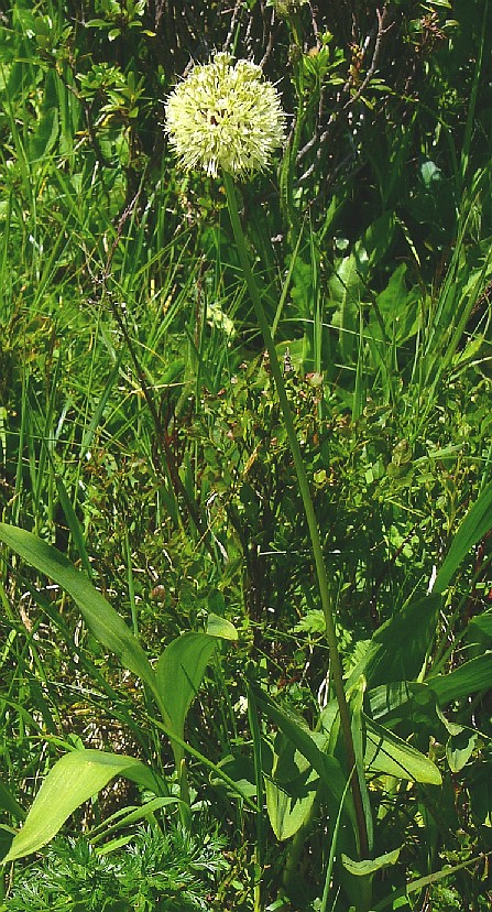 Allium victorialis / Aglio serpentino
